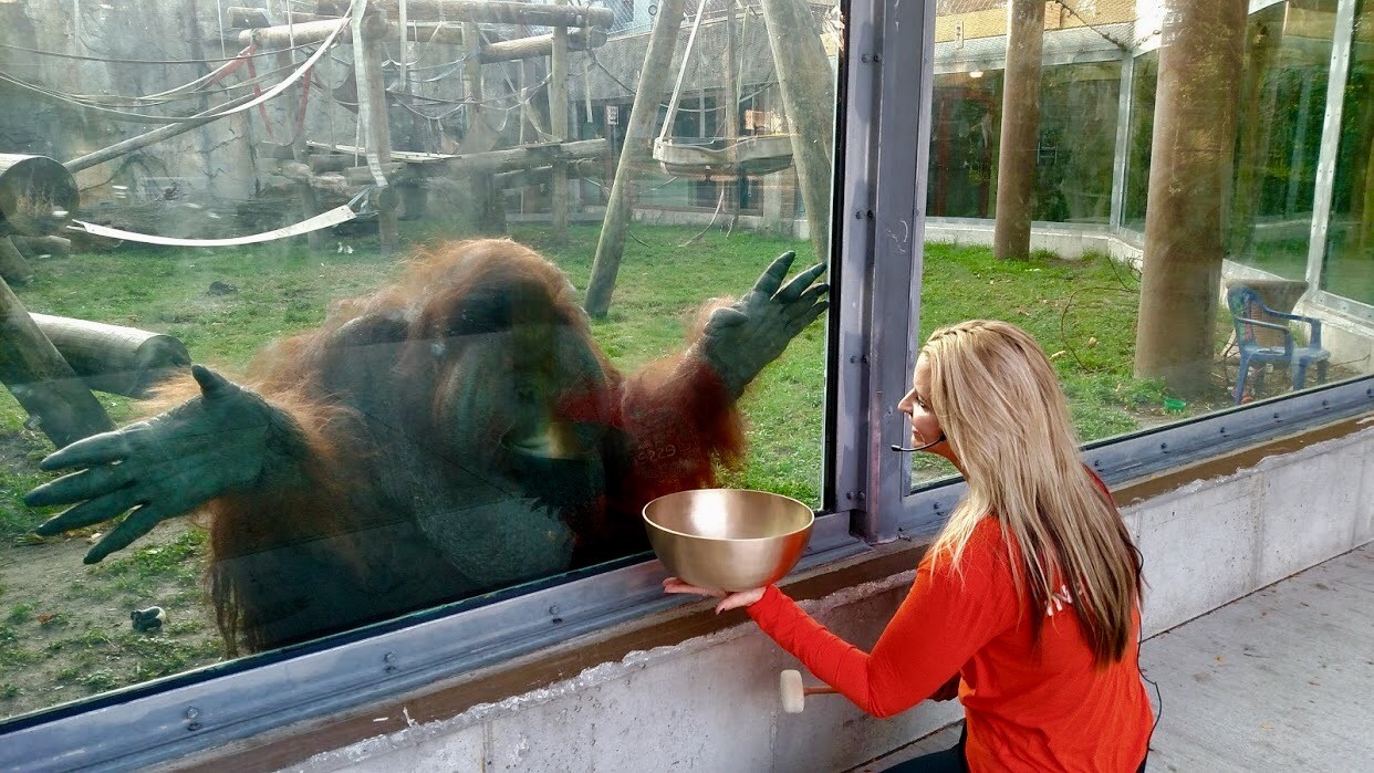 Yoga with the Great Apes